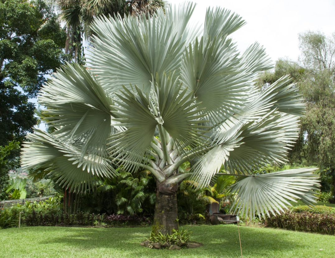 Silver Bismarck Palm 100G