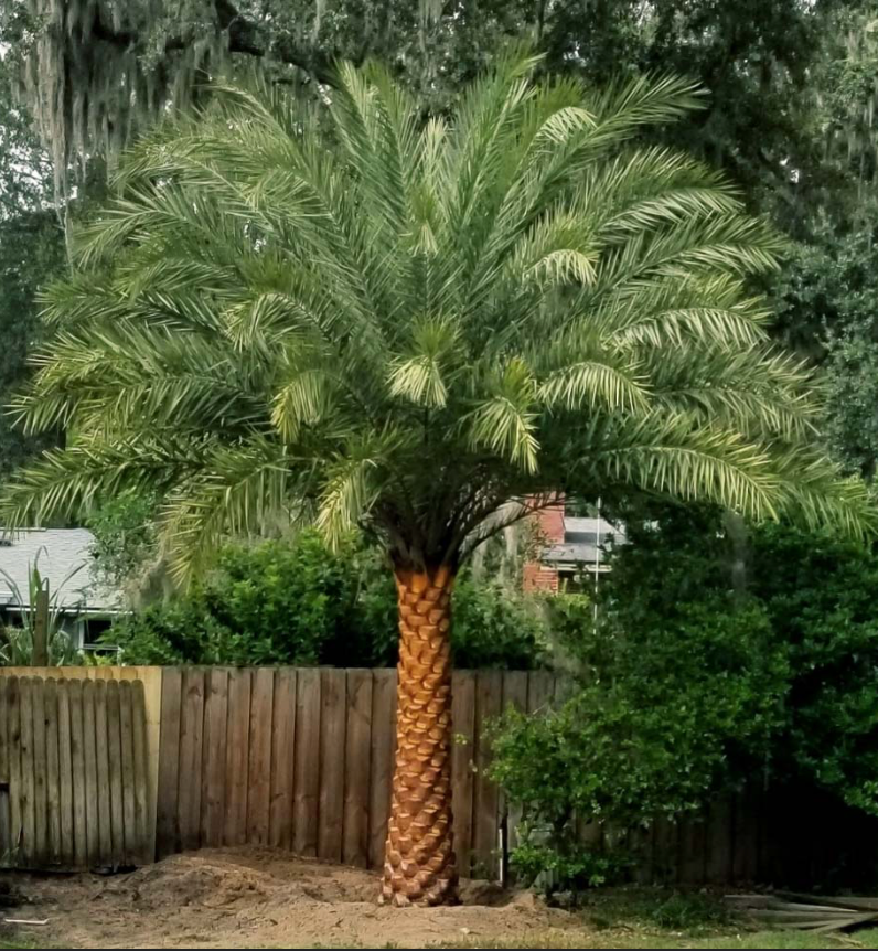 Sylvester Palm 100G