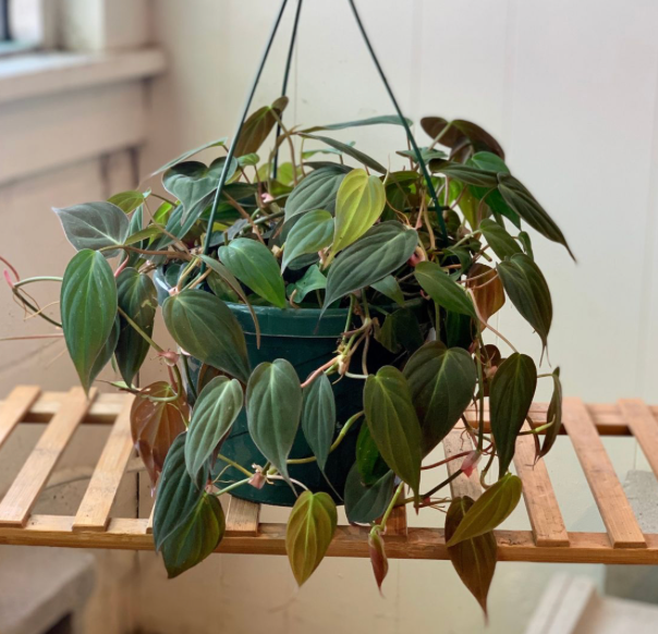 Micans Philodendron in Hanging Basket