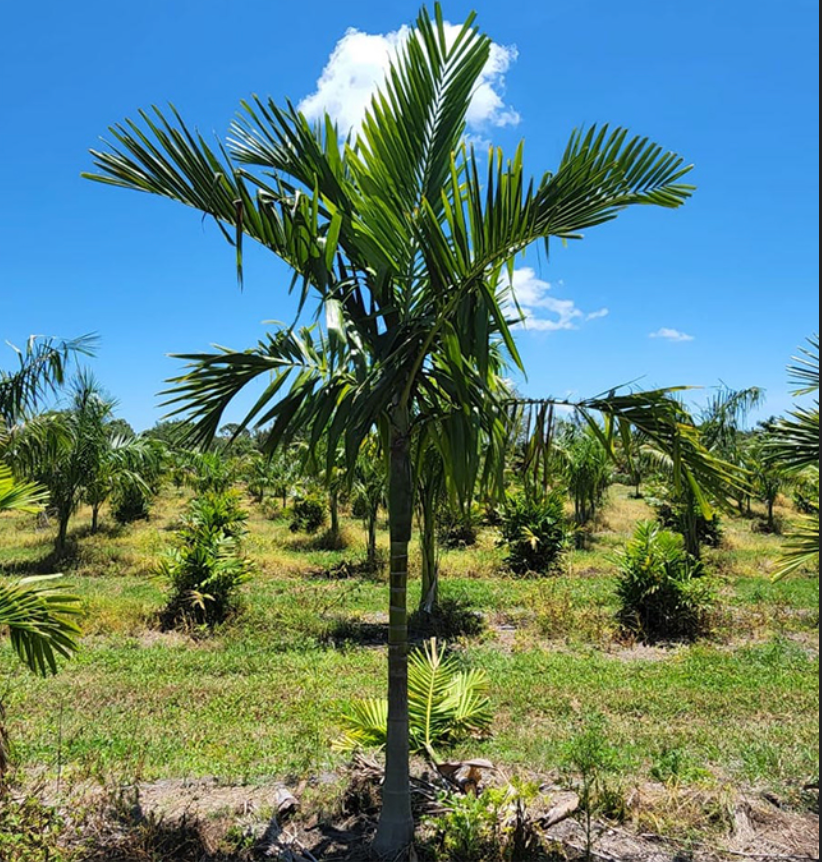 Alexander Palm Double 25G