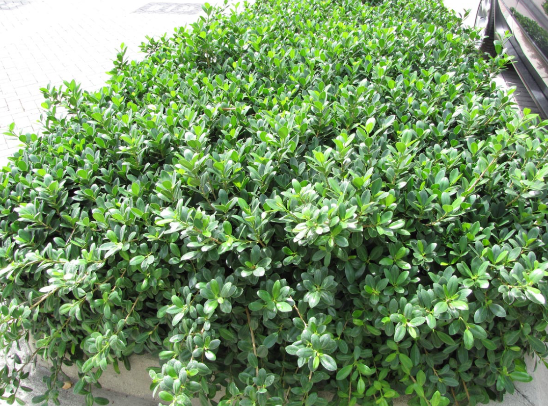 Green Island Ficus 15G