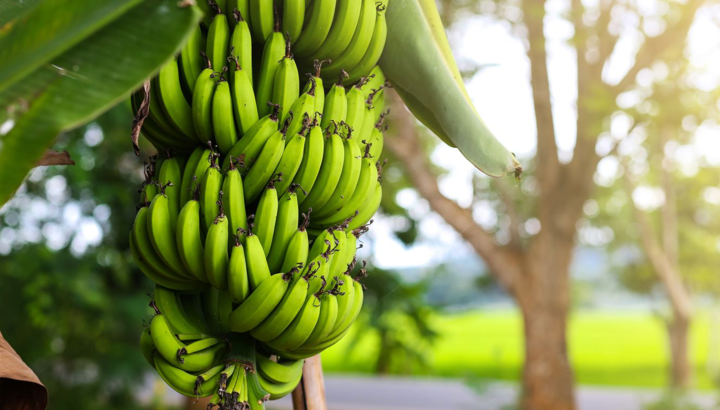 Dwarf Cavendish Banana 15G