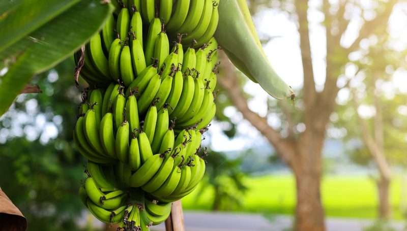 Dwarf Cavendish Banana 15G