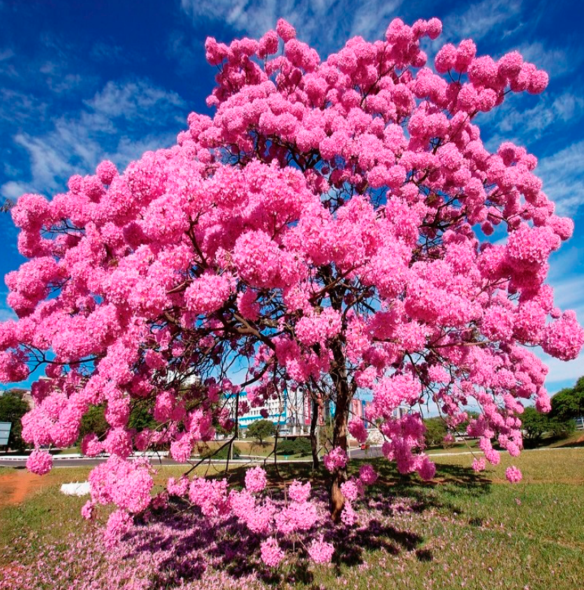 Pink Tabebuia Tree 15G