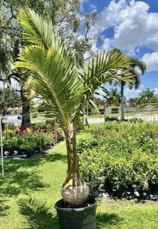 Spindle Palm 15G
