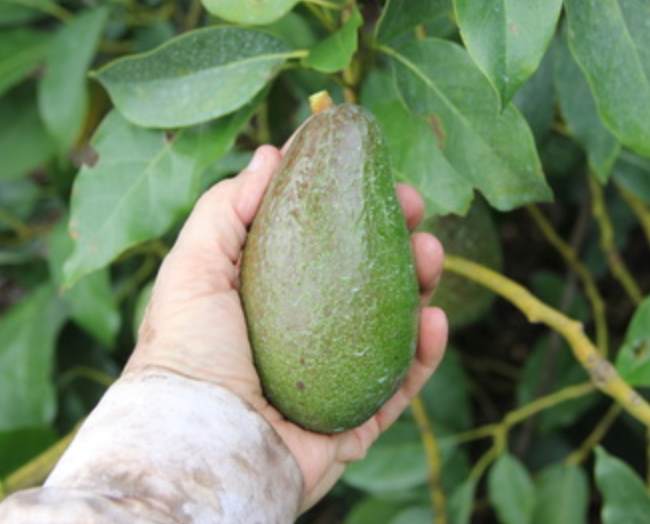 San Miguel Avocado Tree 15G