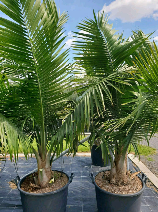 Majesty Palm 15G