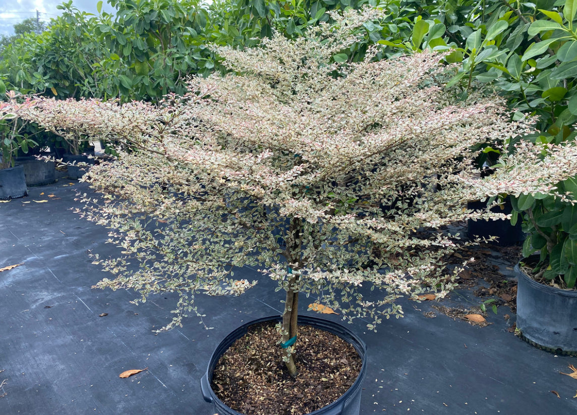 Terminalisa Ivorensis (Verigtated) 15G