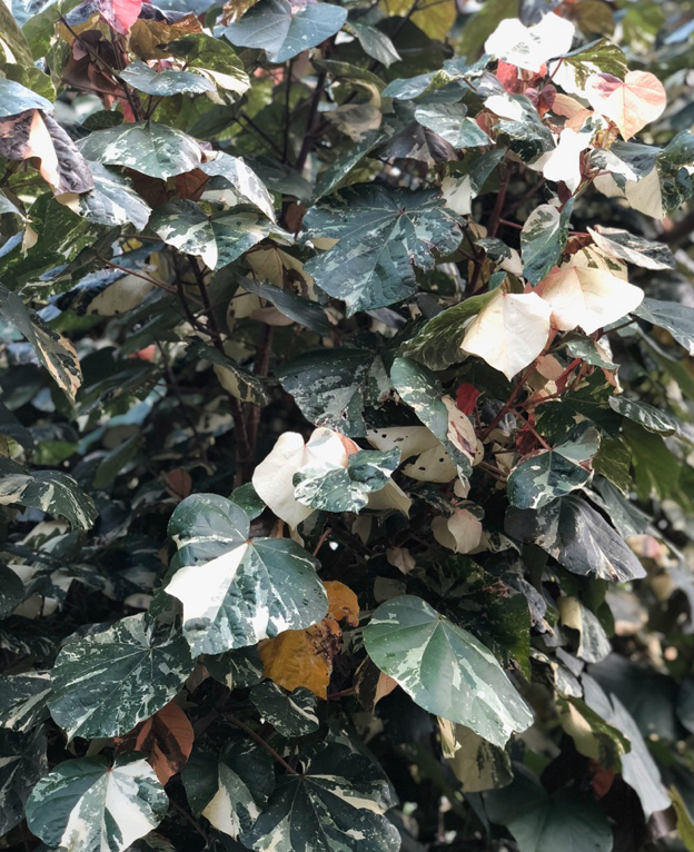 Mahoe Variegated Tree (Talipariti Tilaceum)