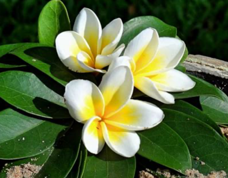 Frangipani Vine 15G