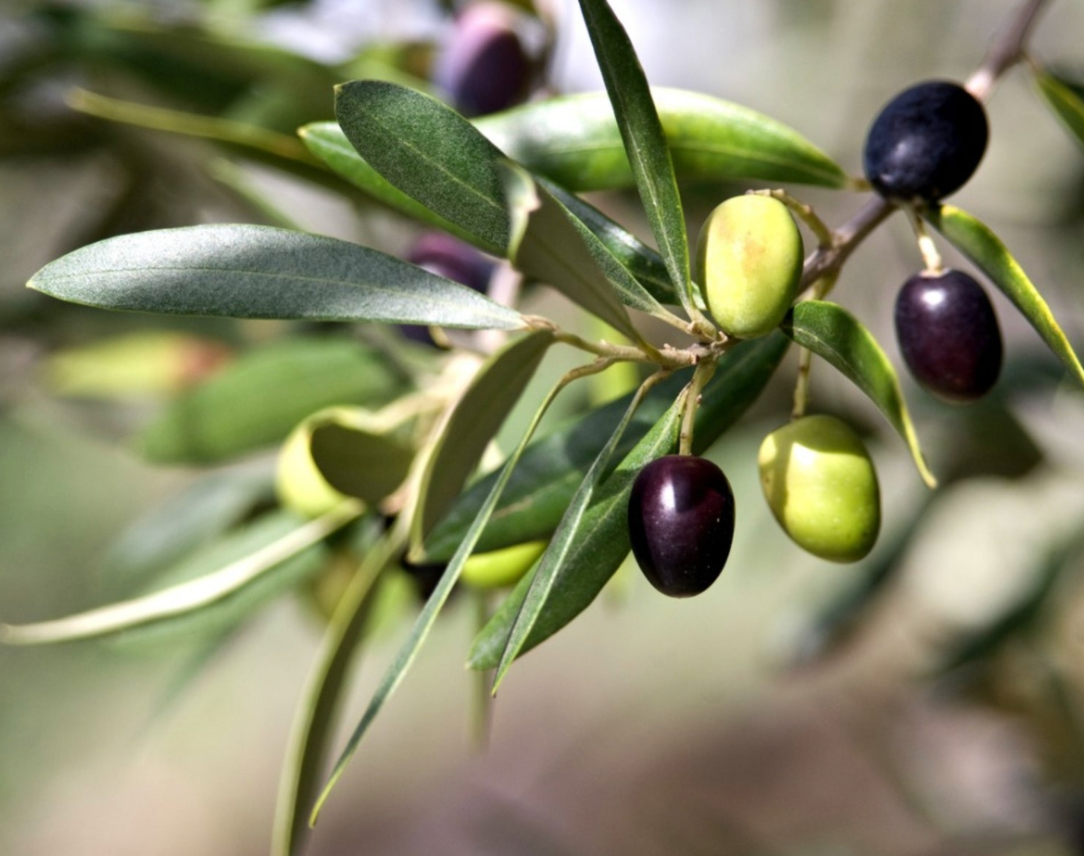 Olive Tree 15G