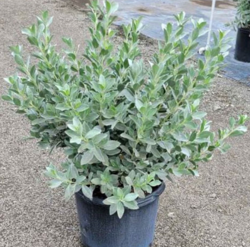 Silver Buttonwood (Conocarpus Erectus Sericeus)