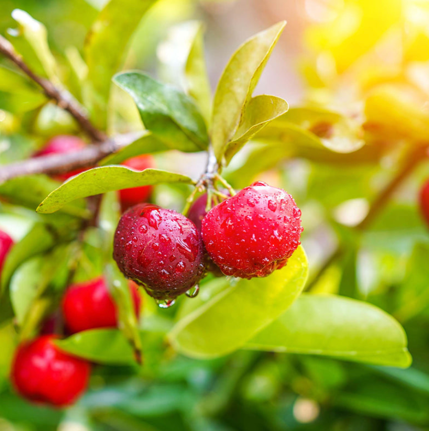 Barbados Cherry Tree  15G