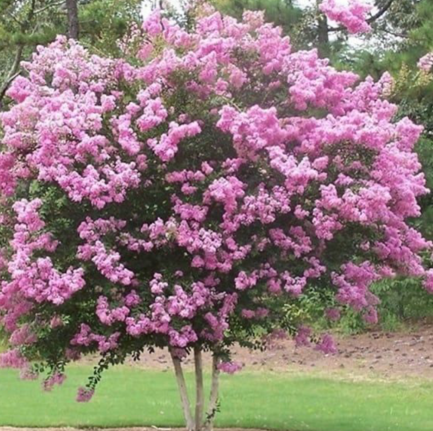 Queen Crepe Myrtle Tree 45G