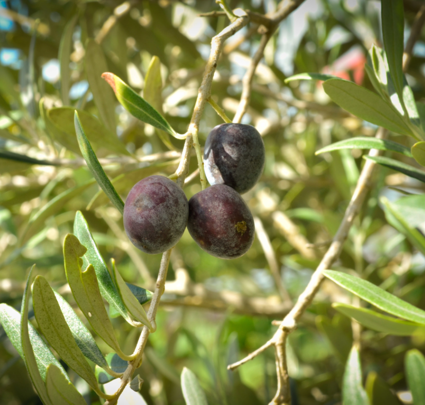 Arbequina Olive Tree 15G