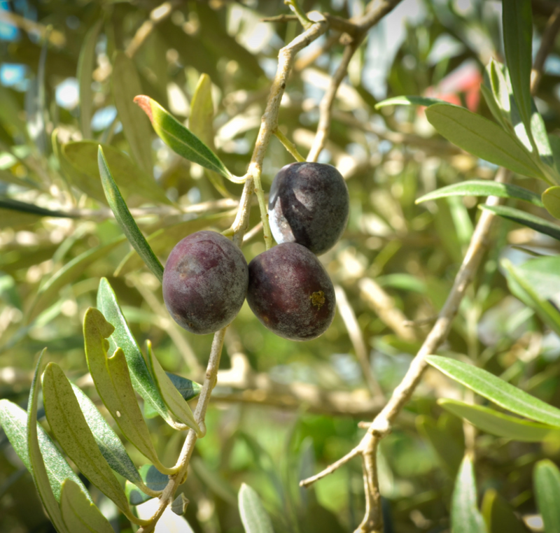 Arbequina Olive Tree 15G