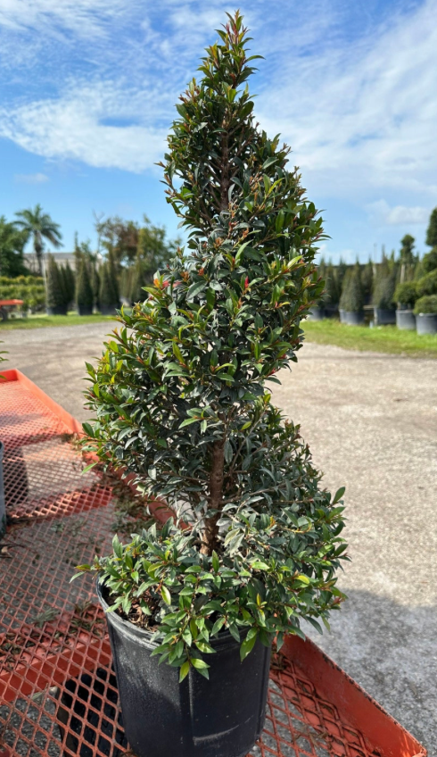 Eugenia Spiral Tree 15G