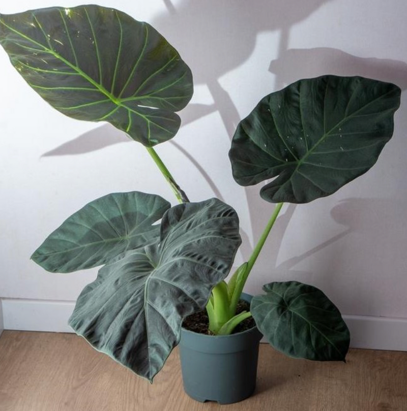 Alocasia 'Regal Shields’ 15G