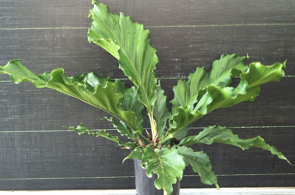 Anthurium Plowmanii 'Rancho Ruffles’ 15G