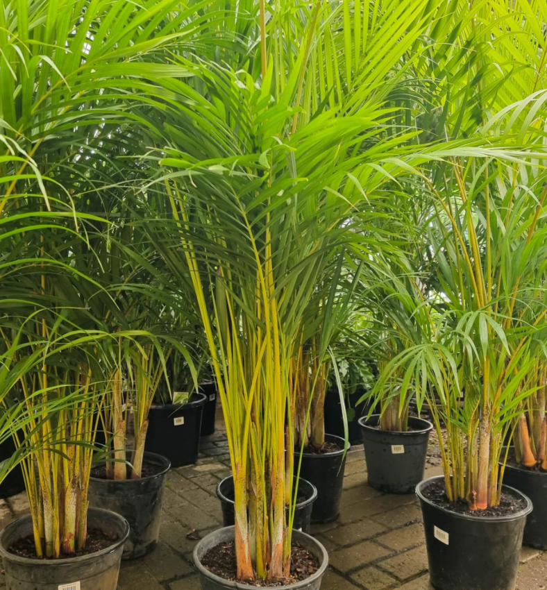 Areca Palm 15G