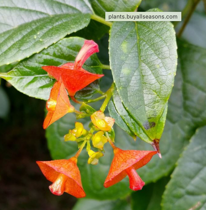 Chinese Hat Vine (Holmskioldia Sanguinea) 15G