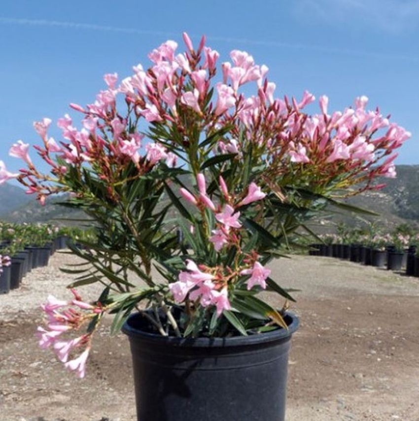 Dwarf Pink Oleander 15G