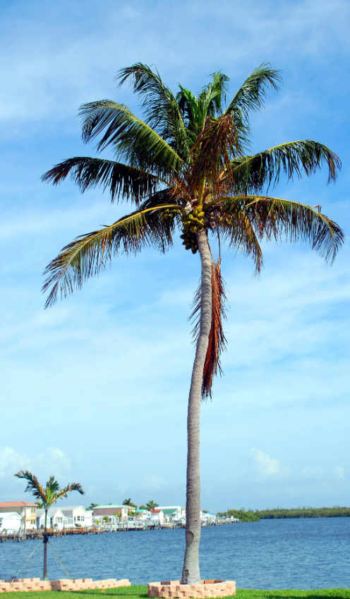 Coconut Palm Tree 15G