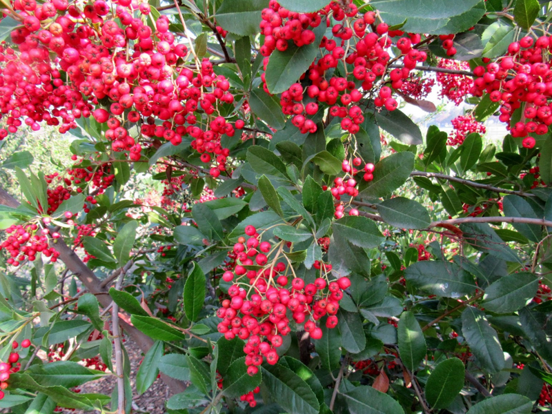 Christmas Berry Tree 15G