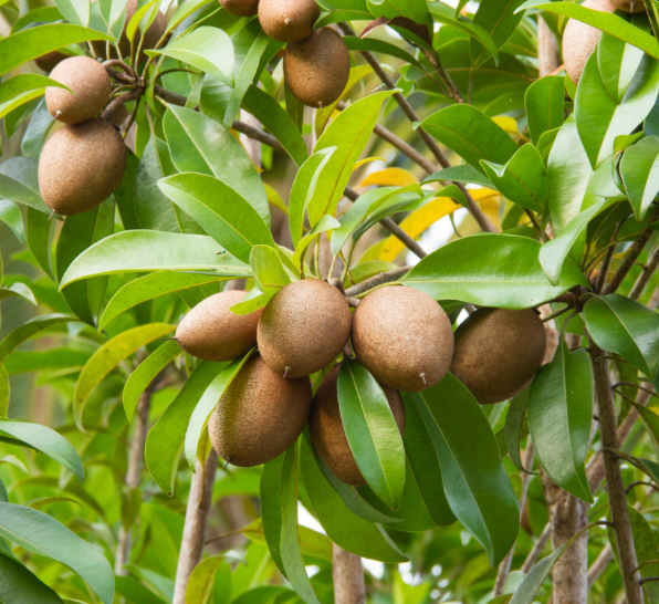 Sapodilla Tree 3G