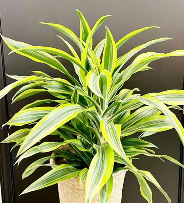 Dracaena Lemon Lime 15G