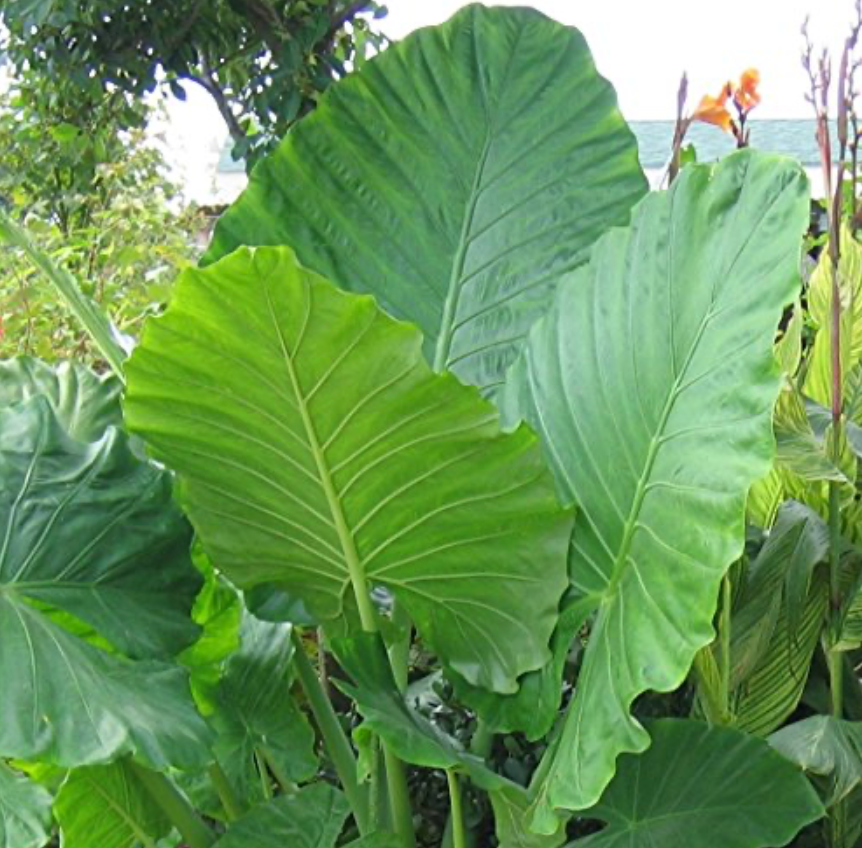 Green Alocasia Macrorrhiza (Giant Taro) 7G