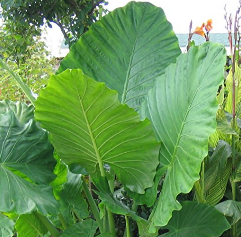 Green Alocasia Macrorrhiza (Giant Taro) 7G