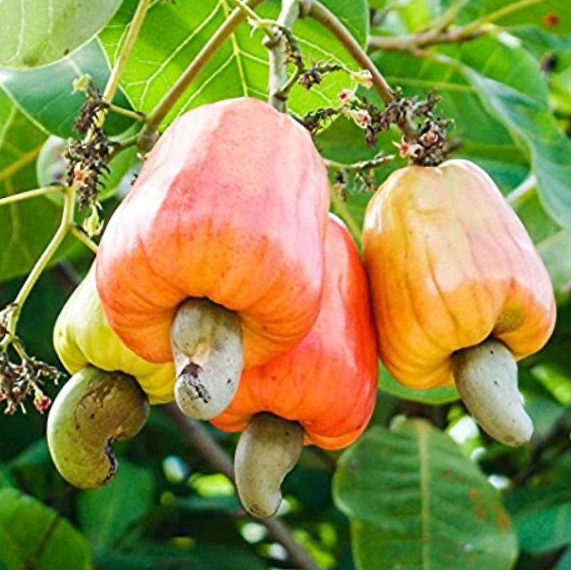 Cashew Tree 15G