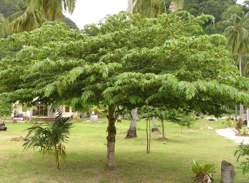 Jamaican Cherry Tree 15G