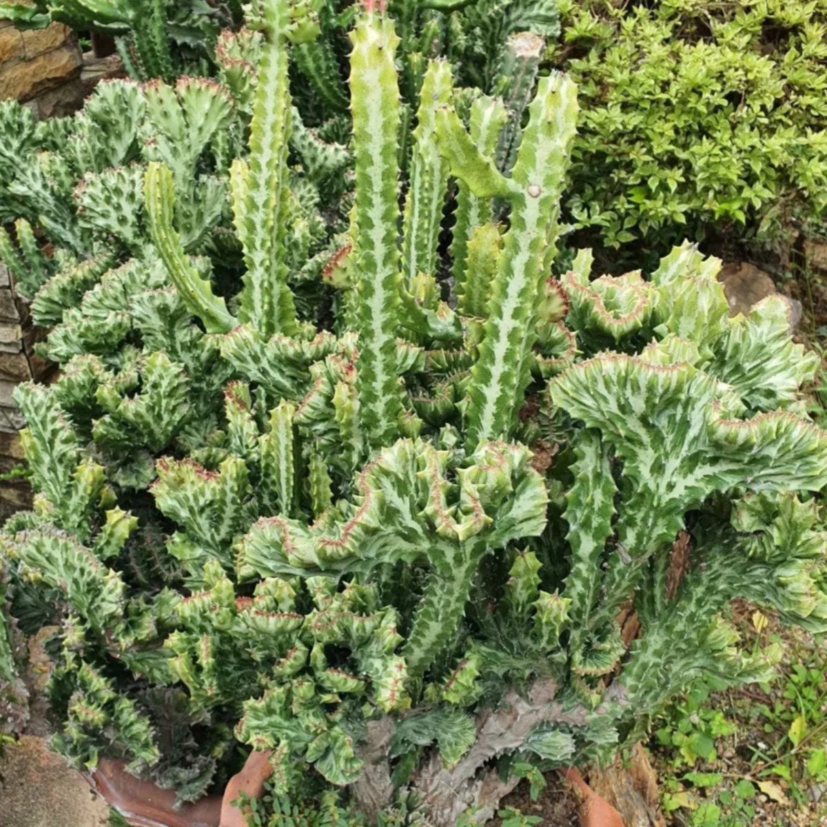 Candelabra Cactus 15G