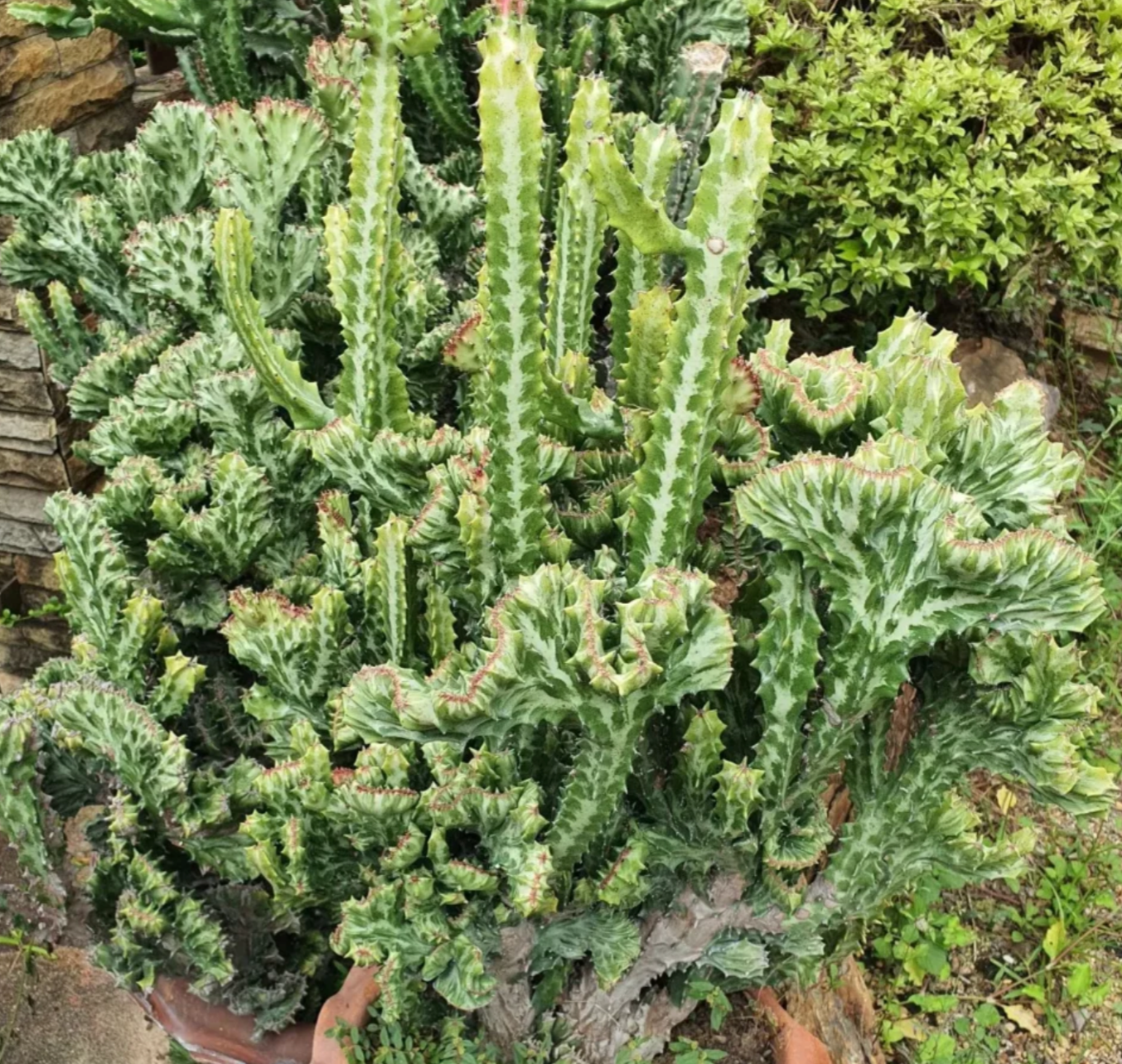 Candelabra Cactus 15G