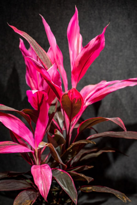 Red Sister Terminalis (Cordyline Fruticosa) 15G