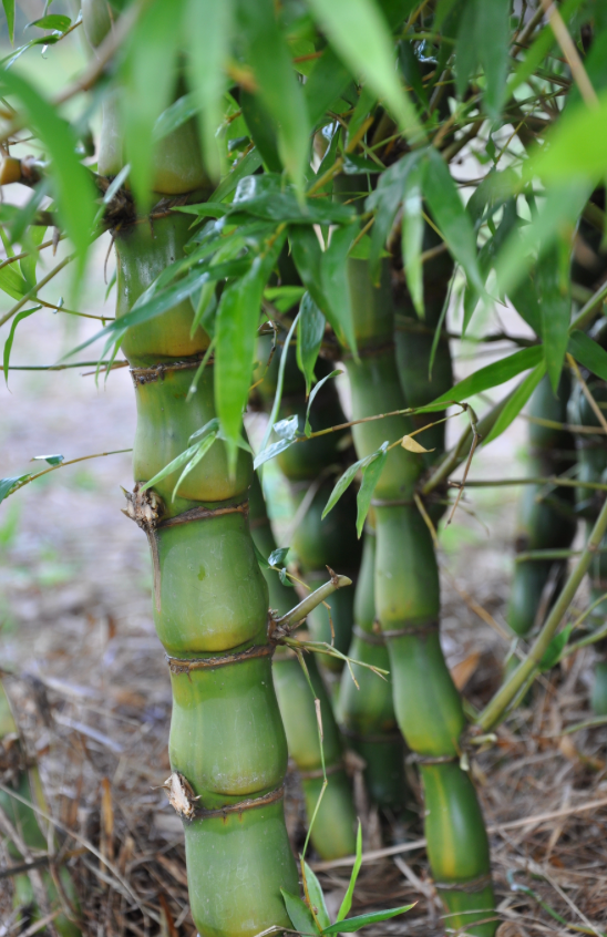 Buddha Belly Bamboo 15G