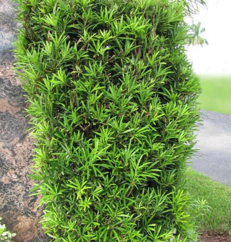 Podocarpus 15G