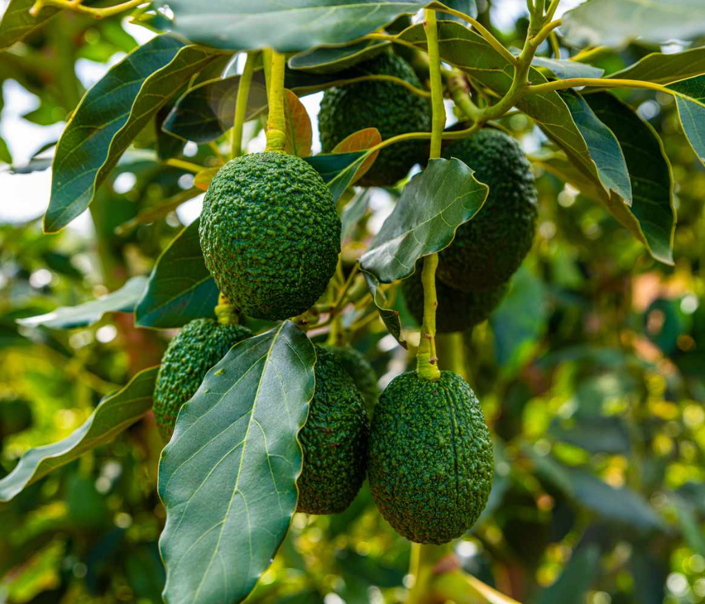 Avocado Tree (Persea americana) – Non-Grafted, 15G