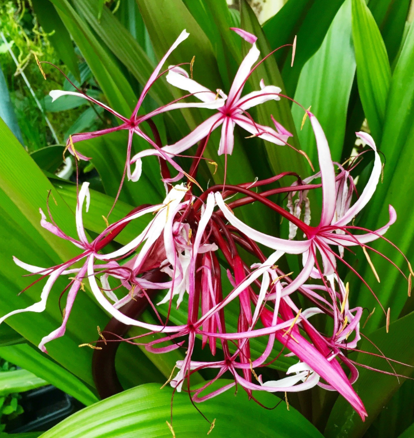 Crinum Lily (Crinum Spp) 15G