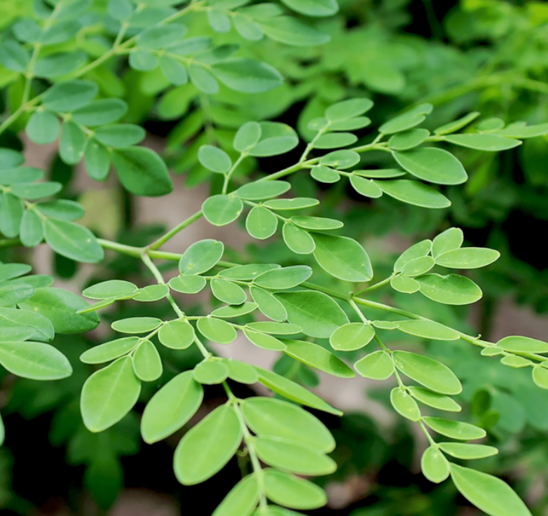 Moringa Tree 7G