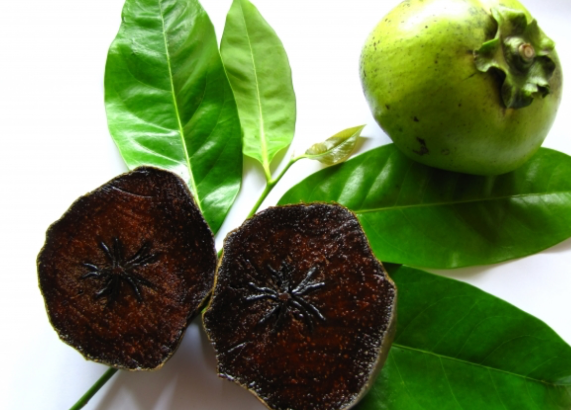 Black Sapote Tree 15G
