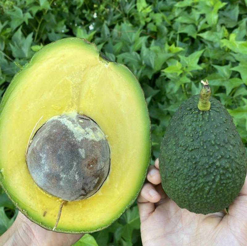 Marcus Pumpkin Avocado Tree 15G