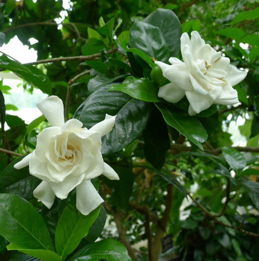 Gardenia ‘Miami Supreme’ Standard 15G