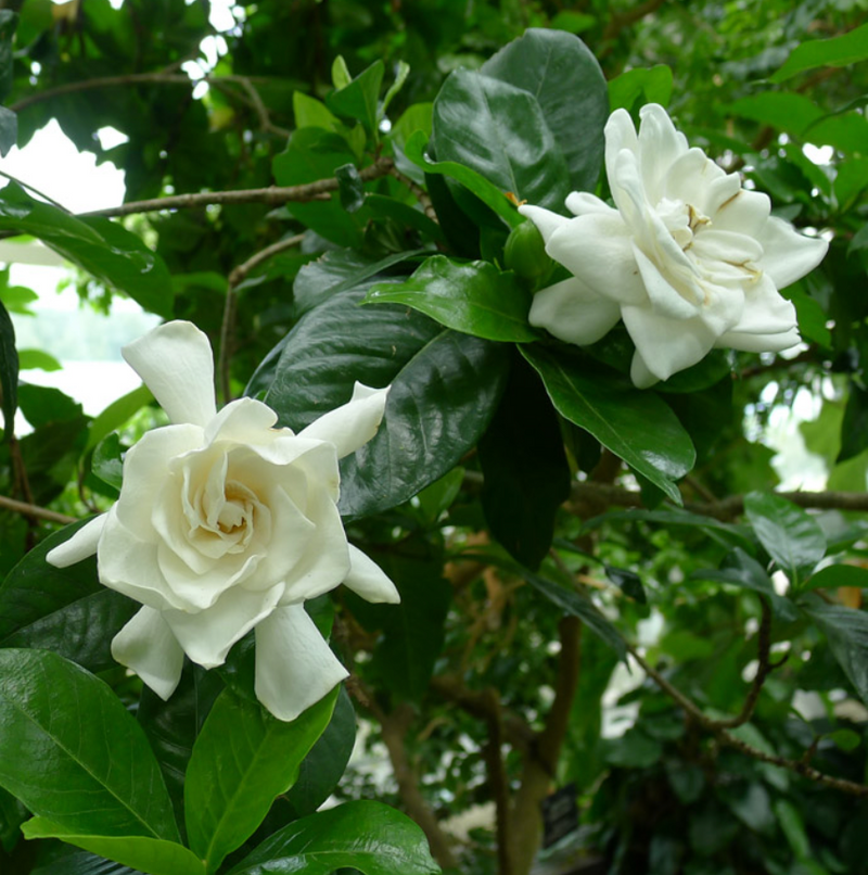 Gardenia ‘Miami Supreme’ Standard 15G