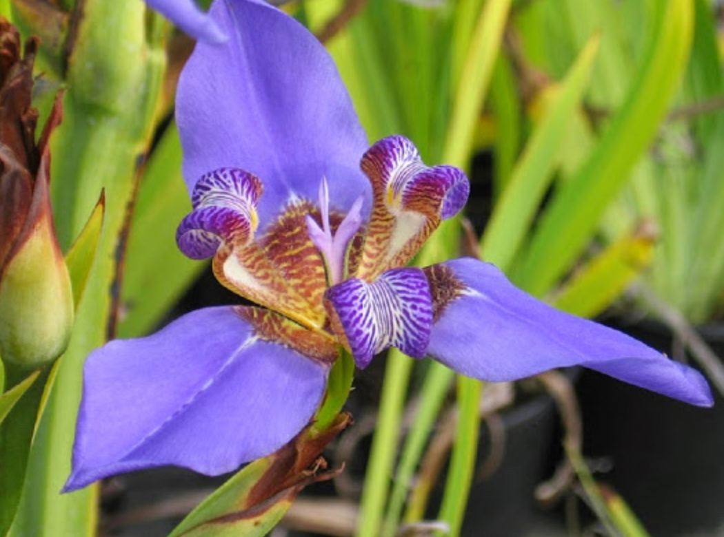 Blue Regina Iris 15G