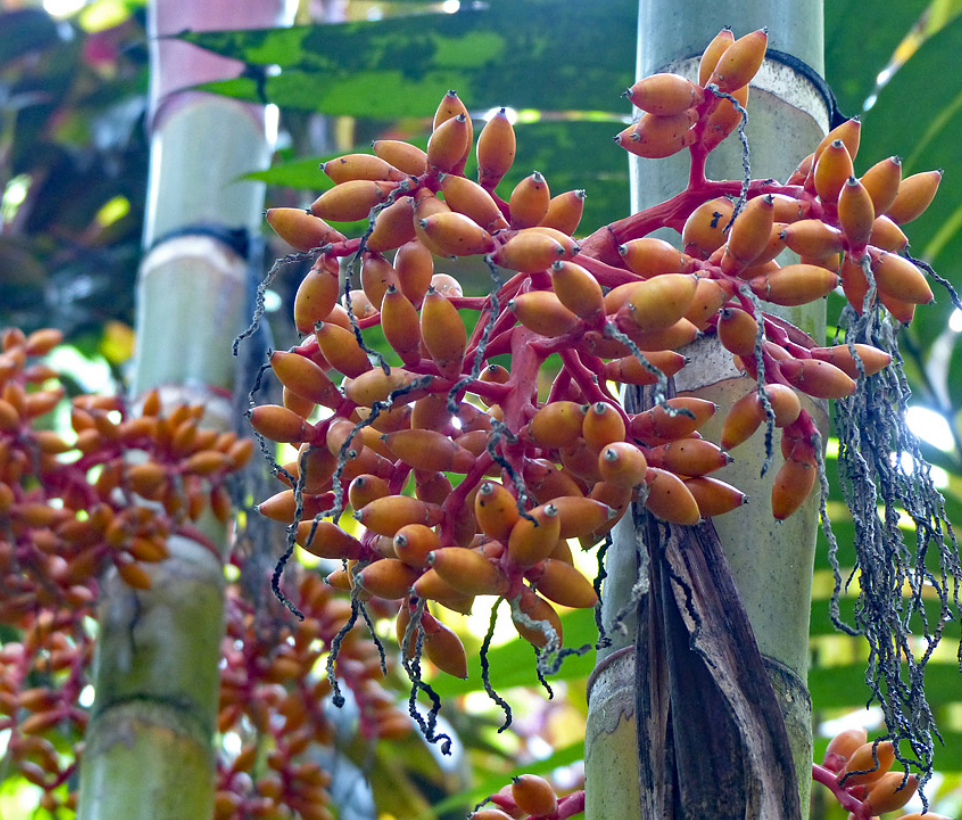 Pinang Yaki Maroon Palm 15G