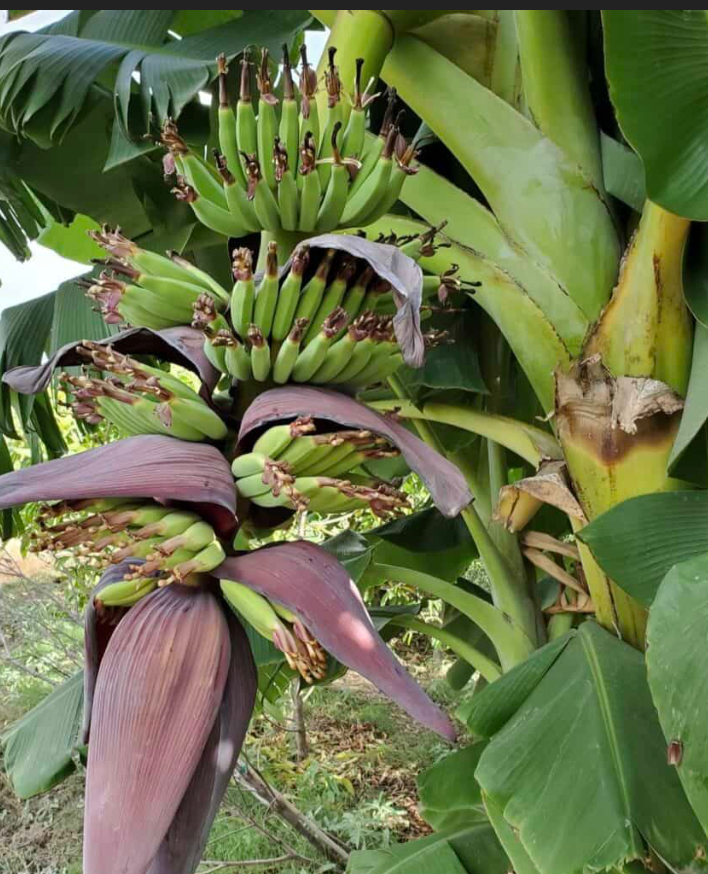 Banana 'Orinoco’ Tree 7G