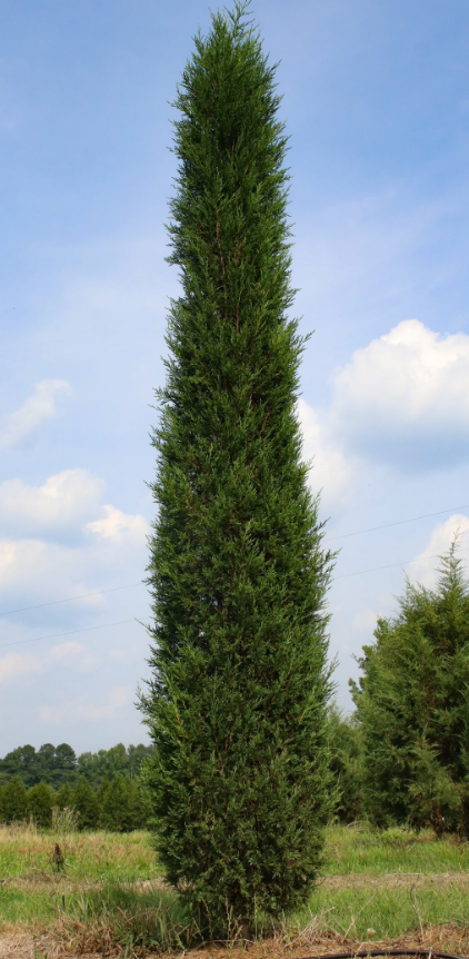 Taylor Juniper Tree 15G